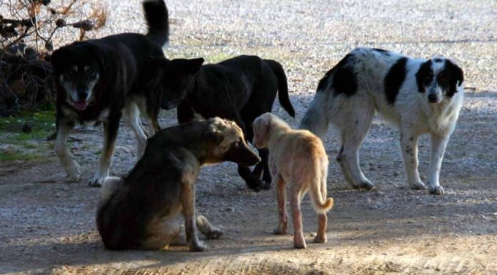 Δημοσιεύθηκε η ΚΥΑ με τους όρους χρηματοδότησης των δήμων για τη λειτουργία καταφυγίων αδέσποτων