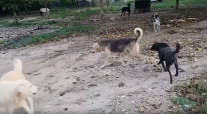 Συνελήφθη αντιδήμαρχος Σπάρτης για τον βασανισμό εκατοντάδων έγκλειστων ζώων (βίντεο)