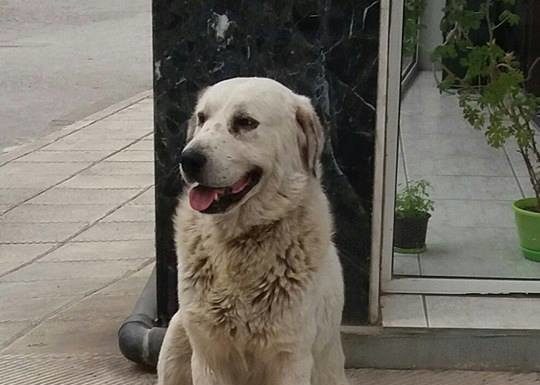 Μαζί στη ζωή, μαζί και στο θάνατο…R.I.P