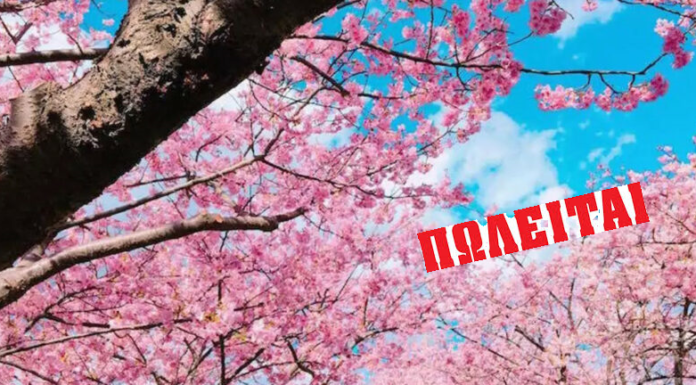 Πωλούνται δύο χωράφια με κερασιές