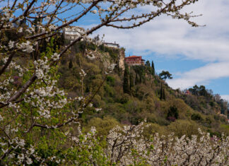 Οι Κερασιές θα ανθίσουν και φέτος – Στην Έδεσσα, την Βεγορίτιδα & την Ορεινή Πέλλα